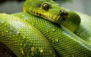 梦见蛇是什么意思(梦见蛇是什么意思男性解梦)