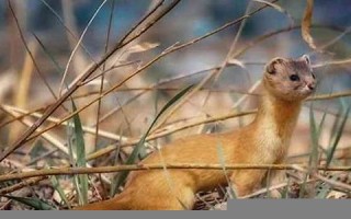 梦见黄鼠狼(梦见黄鼠狼是什么预兆)