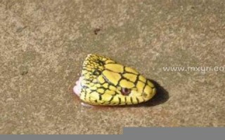 梦见杀蛇(梦见杀蛇取胆是什么意思)