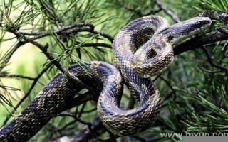 梦见蛇是什么意思 周公解梦(做梦被蛇咬了预示着什么周公解梦)