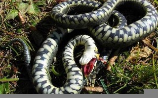 梦见把蛇打死了(梦见把蛇打死了是什么意思)