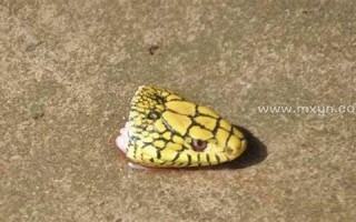 周公解梦 梦见杀蛇(周公解梦梦见杀蛇剥皮)