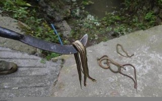 梦见将蛇打死(梦见将蛇打死是什么预兆周公解梦)