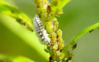 2009年9月26日(2009年9月26日出生是什么命)