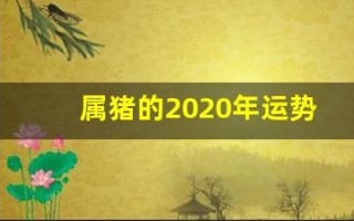属猪的2020年运势怎么样(属猪2020年运势及运程详解)